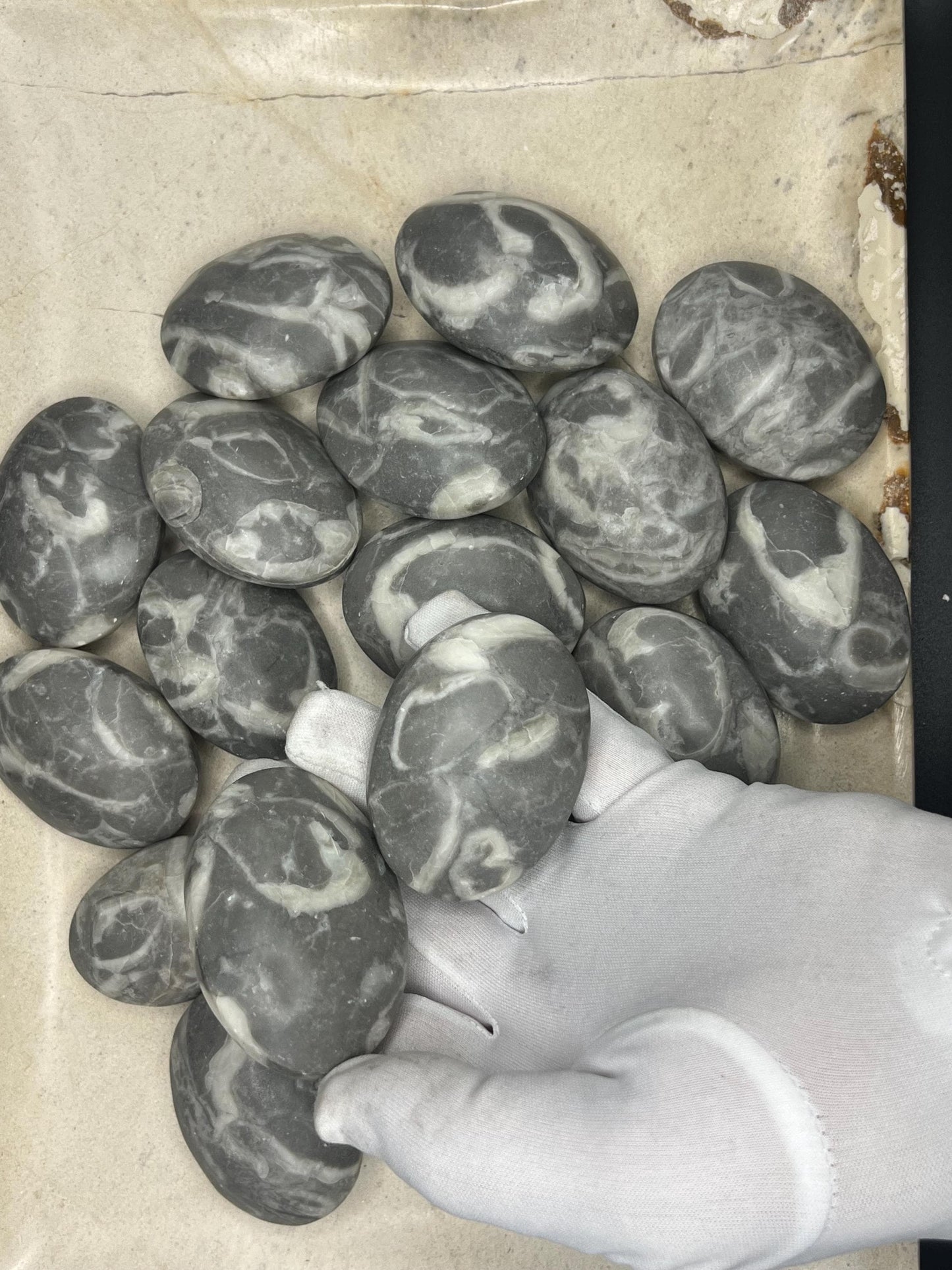 Texas Shell Stone Fossil: Polished Palm Worry Stone, Home Decor Home Decor Worry Pocket Stress Anxiety Palm Stone