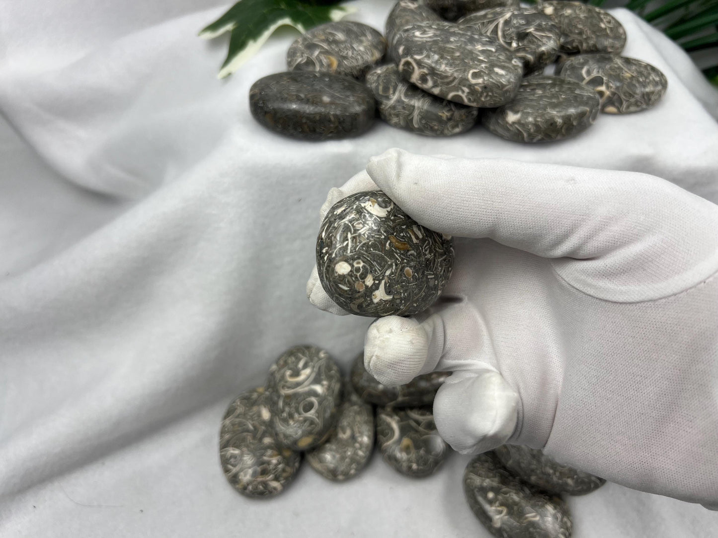 Rare Maharashtra Turritella Fossil Palm Stones Natural Free Form Stone Smooth Polished Carved Crystal Distraction Worry Anxiety Home Decor