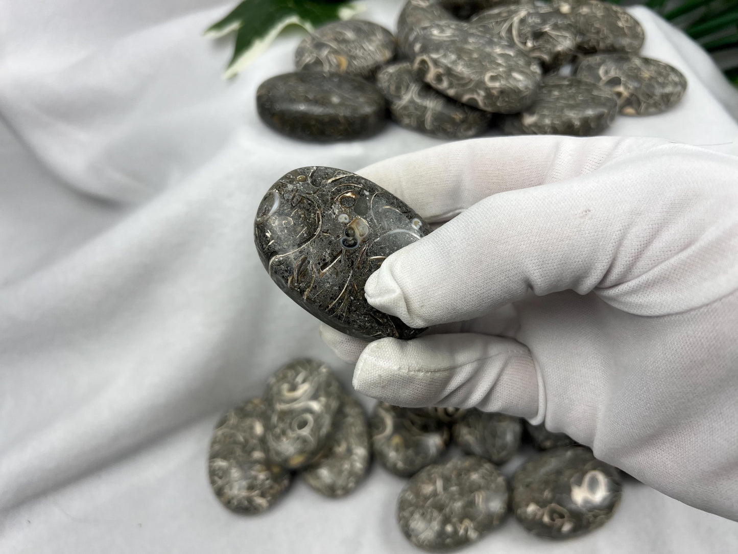 Rare Maharashtra Turritella Fossil Palm Stones Natural Free Form Stone Smooth Polished Carved Crystal Distraction Worry Anxiety Home Decor