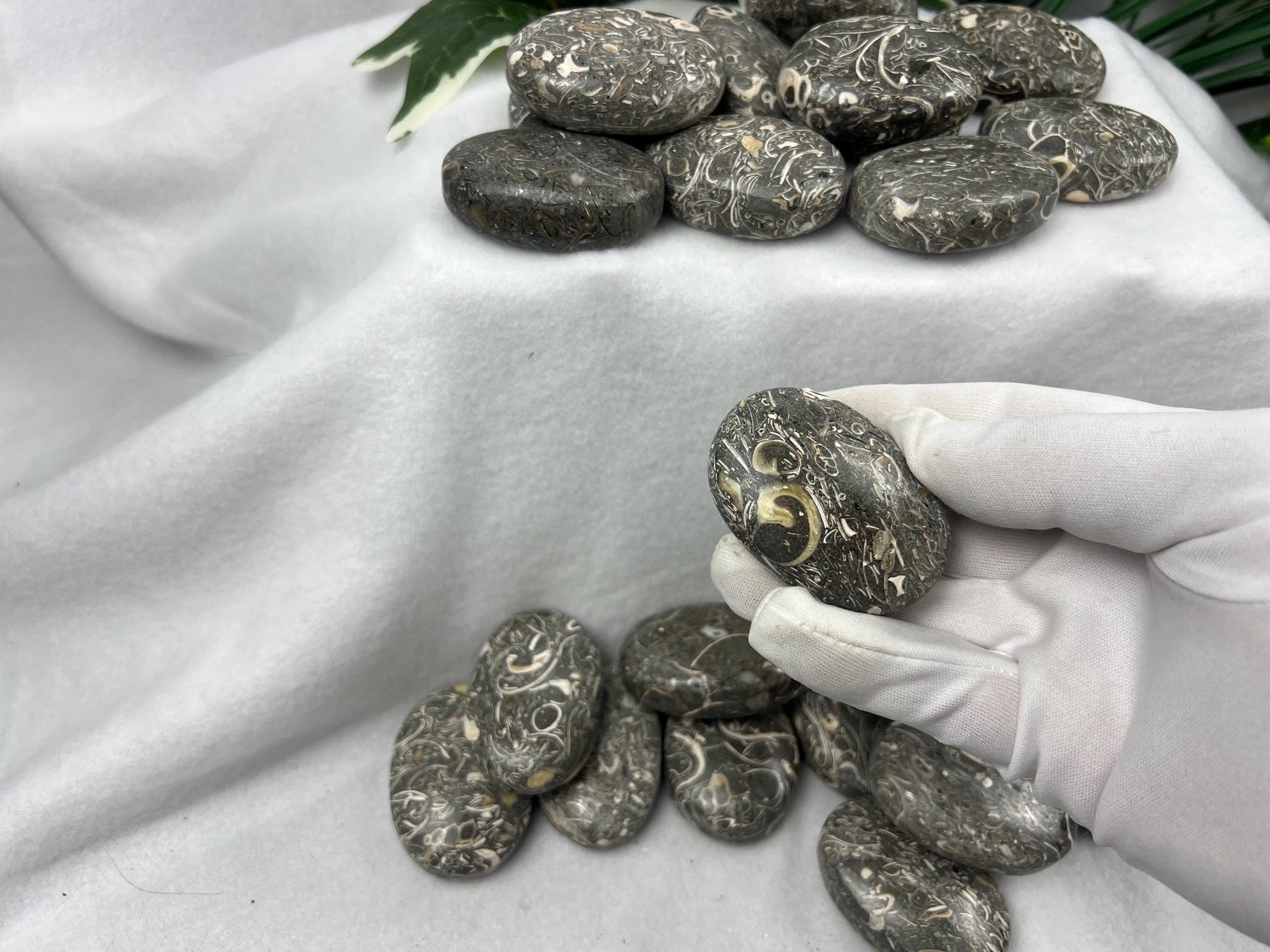 Rare Maharashtra Turritella Fossil Palm Stones Natural Free Form Stone Smooth Polished Carved Crystal Distraction Worry Anxiety Home Decor