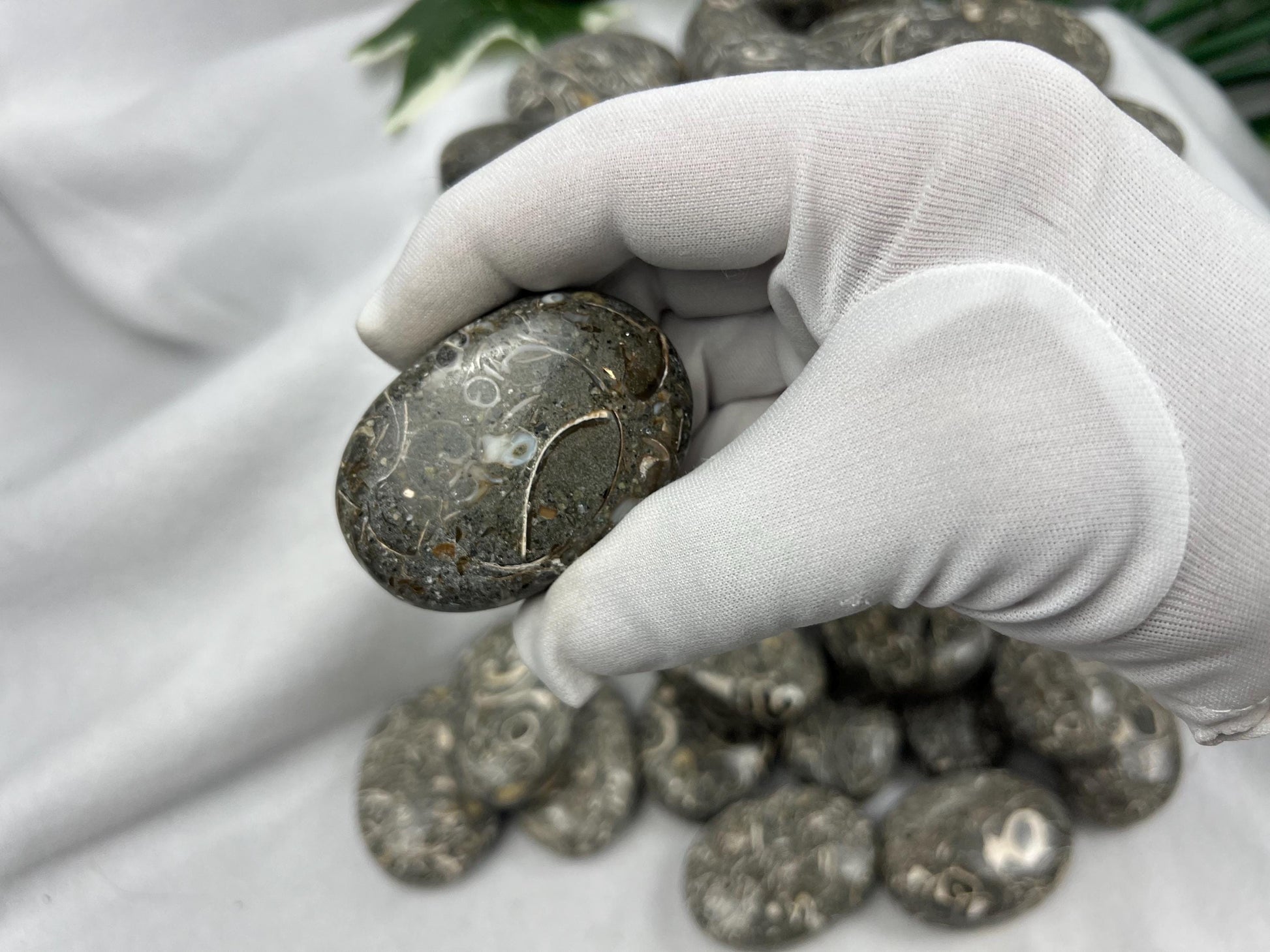 Rare Maharashtra Turritella Fossil Palm Stones Natural Free Form Stone Smooth Polished Carved Crystal Distraction Worry Anxiety Home Decor