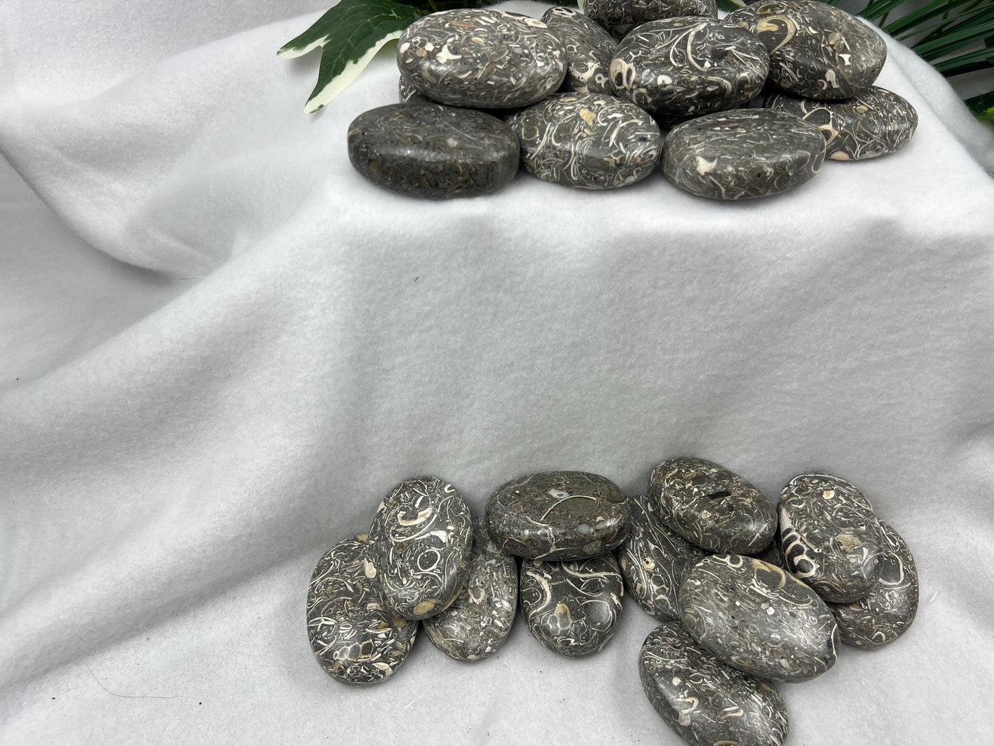 Turritella Fossil Palm Stone: Maharashtra Natural Carved Worry Stone Home Decor Worry Pocket Stress Anxiety Palm Stone