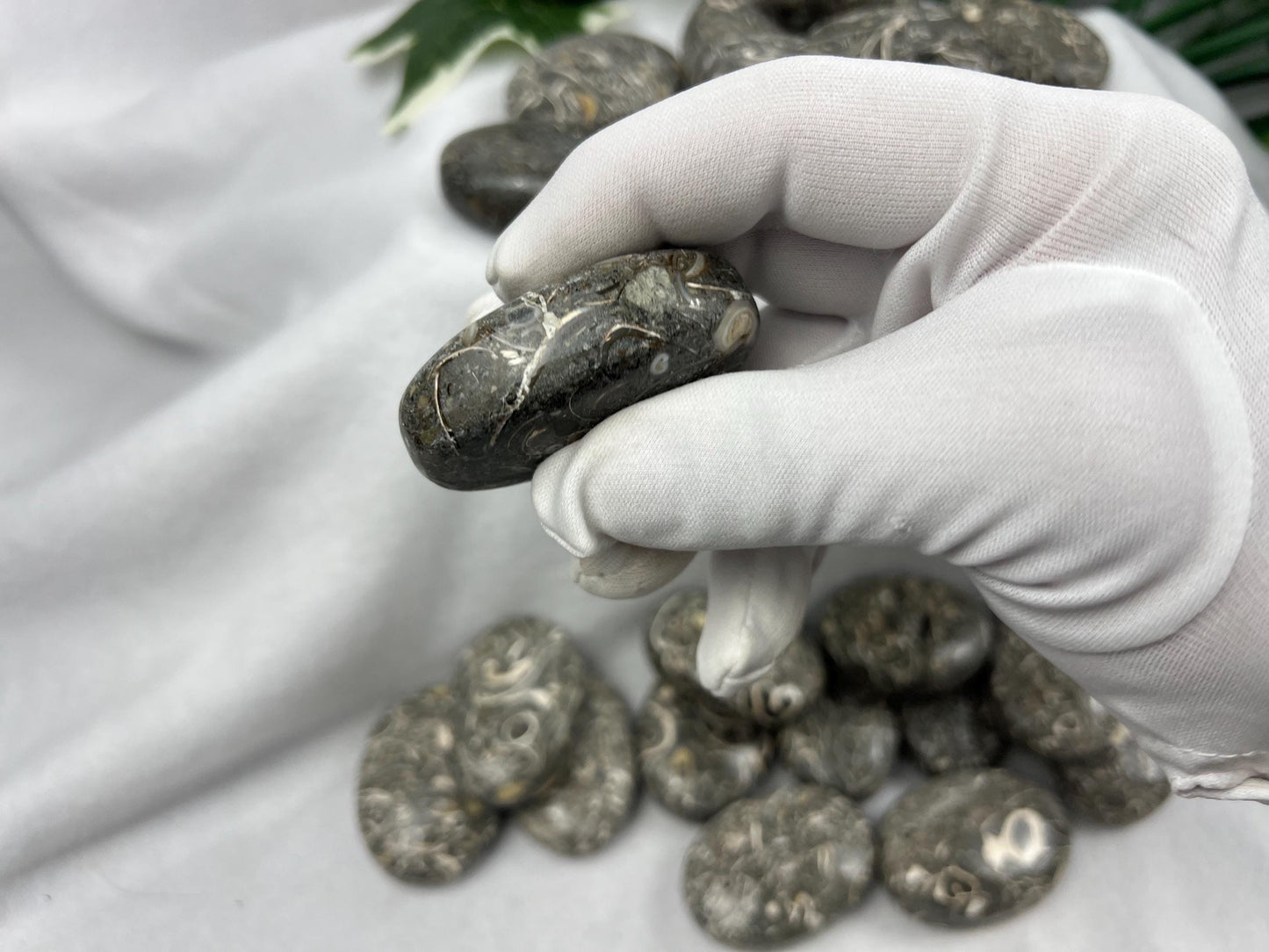 Rare Maharashtra Turritella Fossil Palm Stones Natural Free Form Stone Smooth Polished Carved Crystal Distraction Worry Anxiety Home Decor