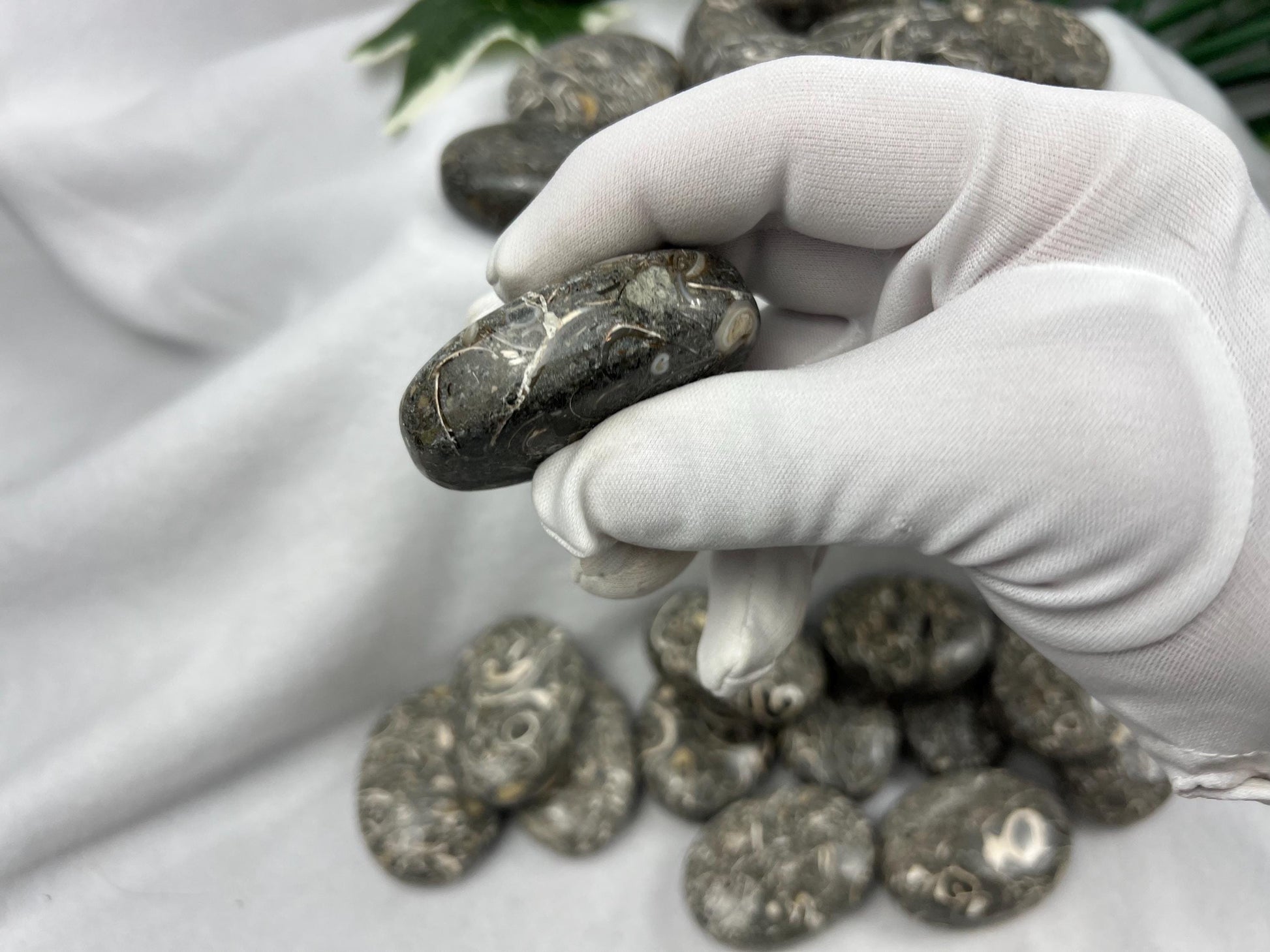 Rare Maharashtra Turritella Fossil Palm Stones Natural Free Form Stone Smooth Polished Carved Crystal Distraction Worry Anxiety Home Decor