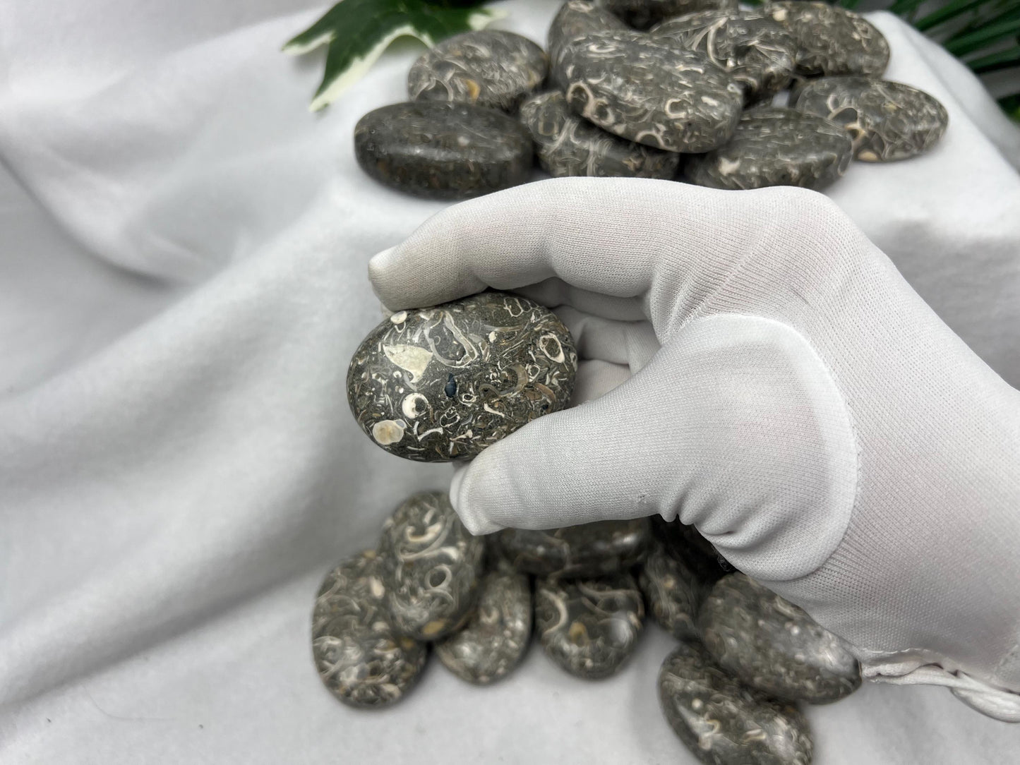 Rare Maharashtra Turritella Fossil Palm Stones Natural Free Form Stone Smooth Polished Carved Crystal Distraction Worry Anxiety Home Decor