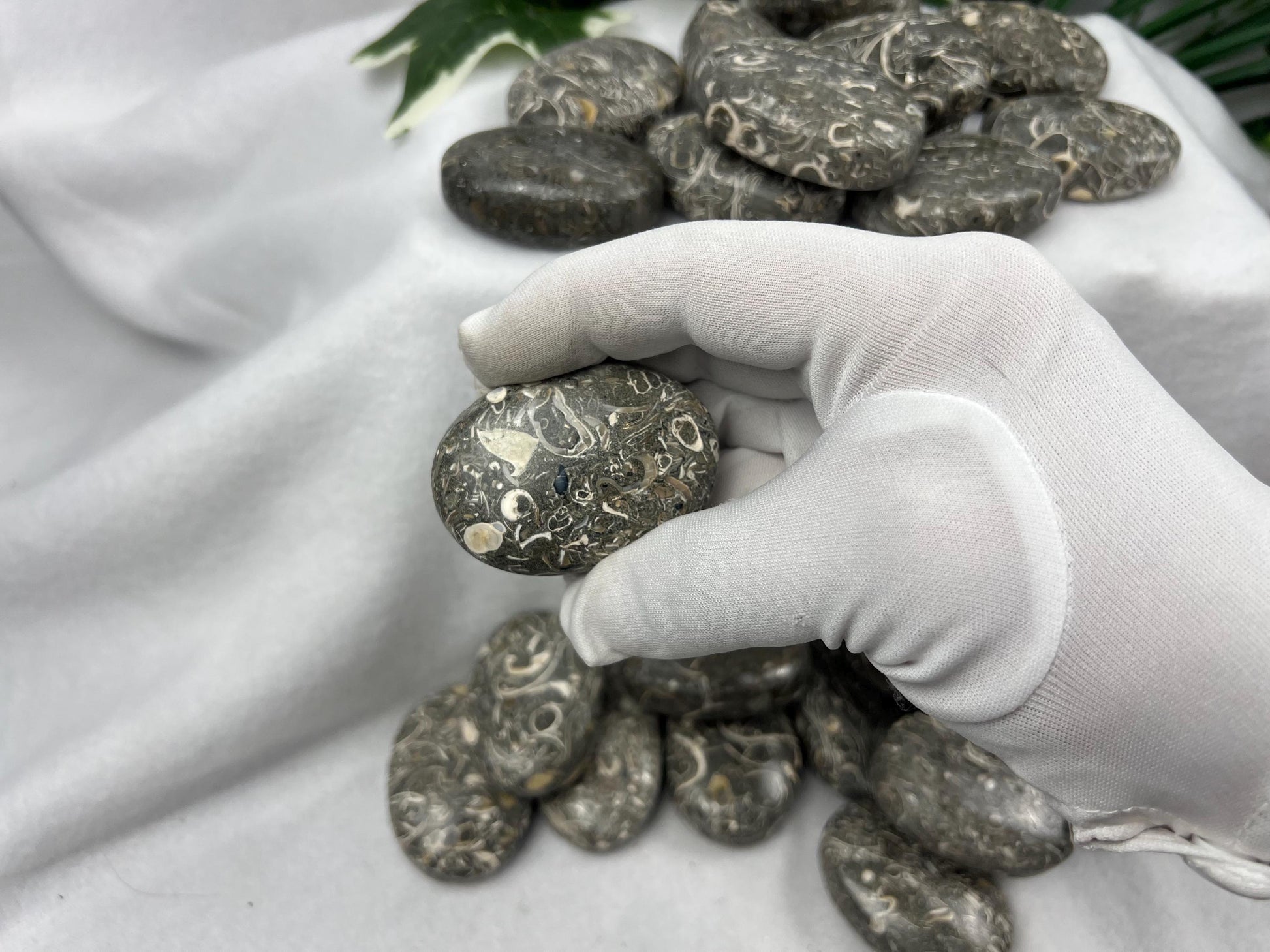 Rare Maharashtra Turritella Fossil Palm Stones Natural Free Form Stone Smooth Polished Carved Crystal Distraction Worry Anxiety Home Decor
