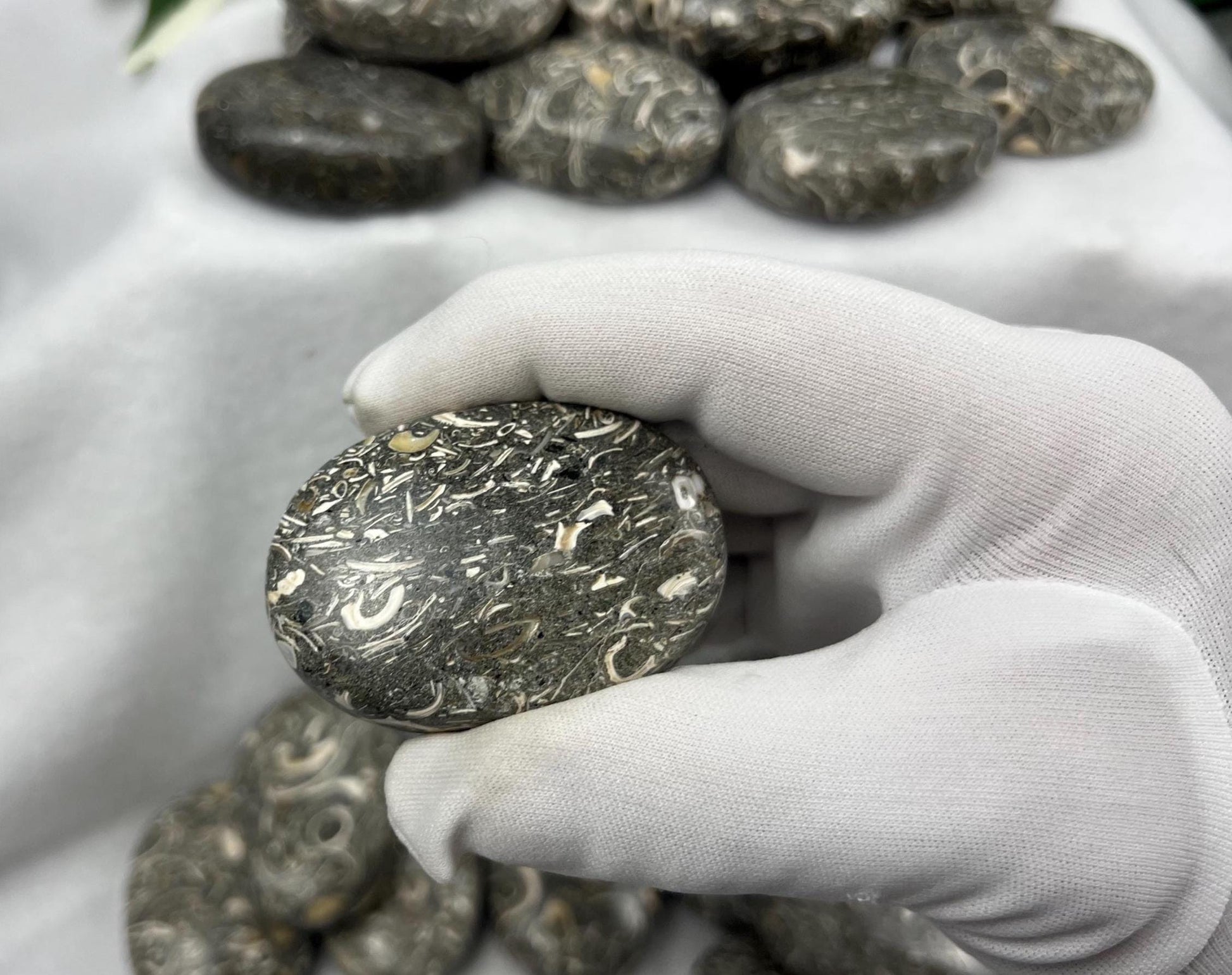 Rare Maharashtra Turritella Fossil Palm Stones Natural Free Form Stone Smooth Polished Carved Crystal Distraction Worry Anxiety Home Decor