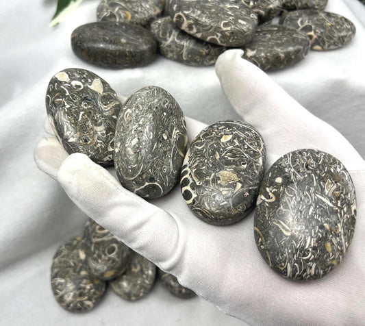 Rare Maharashtra Turritella Fossil Palm Stones Natural Free Form Stone Smooth Polished Carved Crystal Distraction Worry Anxiety Home Decor