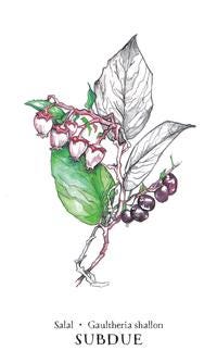 Hedgewitch Botanical Oracle Deck: 40 Cards with 192 Page Guidebook