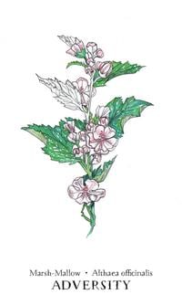 Hedgewitch Botanical Oracle Deck: 40 Cards with 192 Page Guidebook