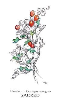 Hedgewitch Botanical Oracle Deck: 40 Cards with 192 Page Guidebook