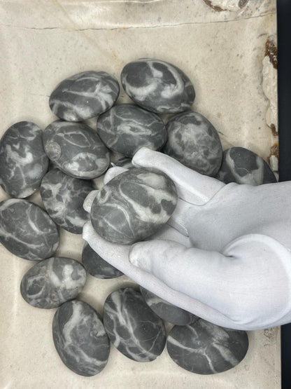Texas Shell Stone Fossil: Polished Palm Worry Stone, Home Decor Home Decor Worry Pocket Stress Anxiety Palm Stone