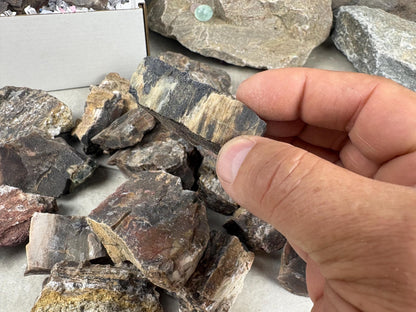 American Fossil Wood Chunk Natural Crystal Polished Worry Stone Decor Anxiety Pocket Meditation Christmas Craft Hobby Jewelry Gift Crafting