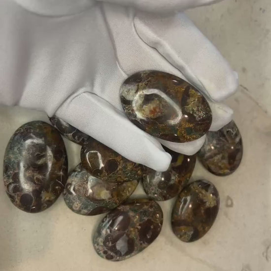 Wisconsin Turritella Fossil Palm Stone: Polished Worry Stone, Home Decor